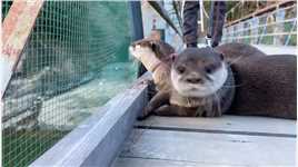 体型超乎想象的动物：好大的蝌蚪…… #涨知识  #动物  #神评即是标题 #百万视友赐神评 