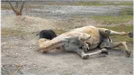 猪觉得自己又行了！ #动物搞笑配音  #神评即是标题 #百万视友赐神评 