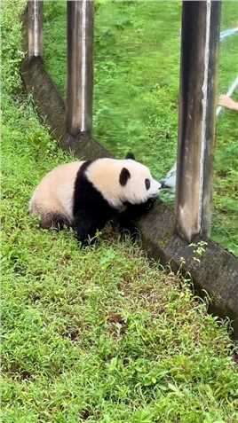 奶妈擦玻璃，渝爱也想去帮忙，渝爱和奶妈的玻璃之吻，好暖#大熊猫  #神评即是标题 #百万视友赐神评 