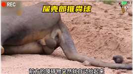 屎壳郎推粪球，它将雄狮的铃铛当成粪球想要推回家#动物世界 #神奇动物  #神评即是标题 #百万视友赐神评 