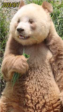 七仔：听到咀嚼香草的声音，宝宝吃得好开心#陕西秦岭棕色大熊猫七仔  #神评即是标题 #百万视友赐神评 