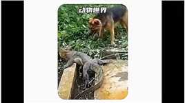 嫂子被收拾了#动物的生存法则 #动物的生存法则 #弱肉强食的动物世界  #神评即是标题 #百万视友赐神评 