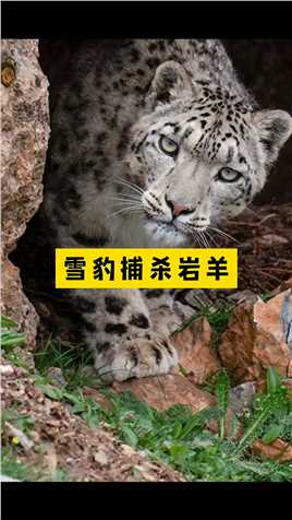 雪豹捕杀岩羊之不死不休。#动物 #雪豹  #神评即是标题 #百万视友赐神评 