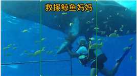 鲸鱼妈妈下颚被渔网困住无法脱身，小鲸鱼冒险寻求人类的帮助#海洋生物 #野生动物零距离  #神评即是标题 #百万视友赐神评 
