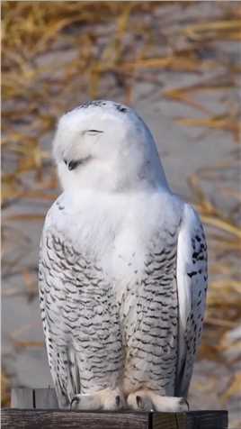 谁不开心？看看这只雪鸮让他开心开心。#奇妙的动物  #神评即是标题 #百万视友赐神评 