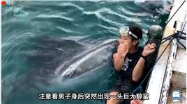营救鲸鲨#一定要看到最后  #野生动物零距离  #神评即是标题 #百万视友赐神评 