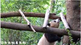 哇！花花今天好开心呀！爬上小木架扭扭屁屁，调整好姿势甜甜地进入梦乡#大熊猫和花 #国宝熊猫   #神评即是标题 #百万视友赐神评 