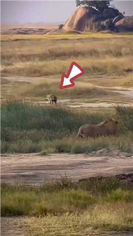 银泰杜梅拉追杀鬣狗 ##狮子 #鬣狗 #动物世界  #神评即是标题 #百万视友赐神评 