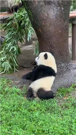 爱姐可以数到7了 #大熊猫渝爱 #熊猫 #重庆动物园 #为啥我们都喜欢大熊猫   #神评即是标题 #百万视友赐神评 