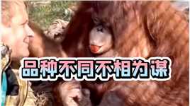 猩猩：要不就凑合着过得了…老表：品种不同不相为谋！#沙雕配音 #苟老表配音 #看一遍笑一遍  #神评即是标题 #百万视友赐神评 