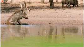 装掰的蓬蓬戏耍几条洗澡的二狗#神奇动物  #神评即是标题 #百万视友赐神评 