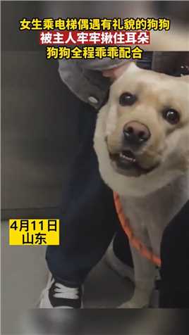 狗狗坐电梯被主人牢牢揪住耳朵，全程乖乖配合 来源：@是木小易耶