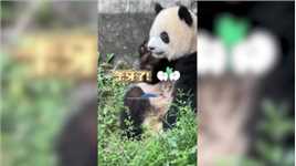 太可爱了！大熊猫“渝爱”吃东西塞牙，用熊掌各种姿势扣嘴