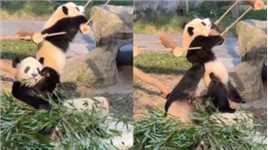 大熊猫“渝爱”爬吊桥，“二顺”妈妈停止啃竹子，转身推其上去