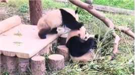大熊猫二顺院内啃竹子，渝可渝爱一旁打架，一前一后从其头顶飞过