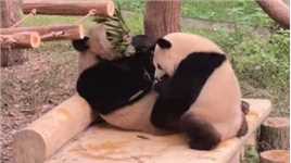 大熊猫“二顺”正啃竹子，儿子“渝可”一旁捣乱，下一秒遭野蛮冲撞