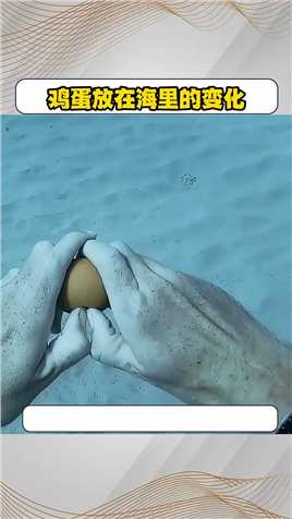 鸡蛋放在海里的变化海底世界