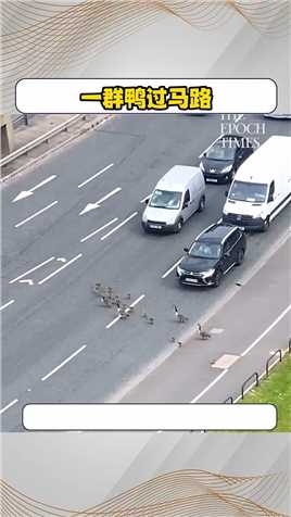 一群鸭子过马路做出暖心一幕。换成是你会让吗？