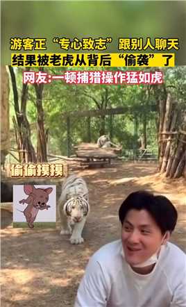 游客正“专心致志”和别人聊天_结果被老虎从背后“偷袭”了_网友：一顿捕猎操作猛如虎