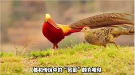 大爷错把红腹锦鸡当作凤凰喂了四年，直接将濒危物种养成了族群！