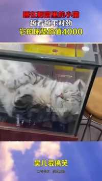 睡在橱窗里的小猫，越看越不对劲，它的床垫价值4000