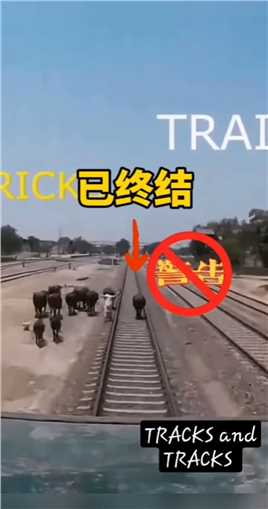 #火车迷 老牛面对每小时150公里行驶来的列车不为所动，最终老牛的故事结束了！