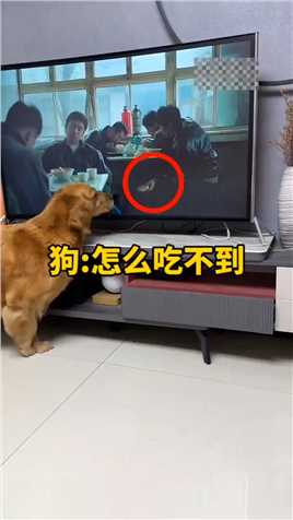  #狗 狗子在电视里找东西吃！