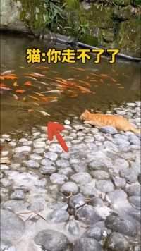 这只猫咪抓鱼的速度也太快了！