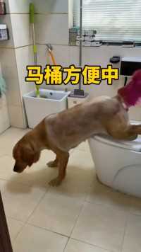狗子会用马桶，会洗手，还会将纸巾扔进小纸篓！