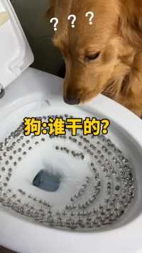 #狗 狗这是哪个货干的？