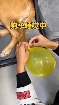 狗此物为何追不上呀？