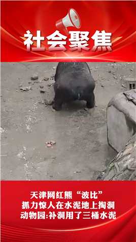 天津网红熊波比，抓力惊人在水泥地上掏洞，动物园:补洞用了三桶水泥