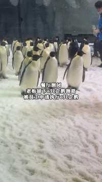 餐厅倒闭，老板留下6只企鹅跑路，被员工申请执行6只企鹅