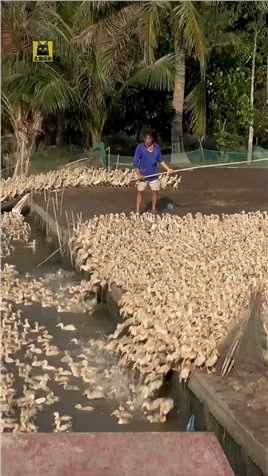 数万只小鸭子集体锻炼身体