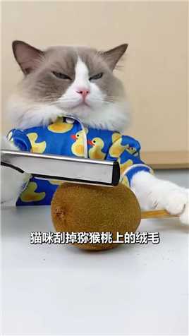 猫咪下厨做芦荟饮品 