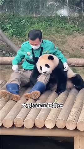 大熊猫用脚玩手机