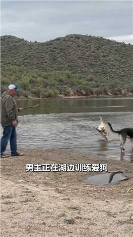 宠物狗在训练中溺水 