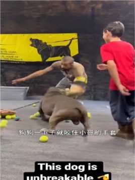 男子训练狗狗。