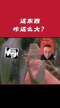 这东西，咋这么大#鉴宝