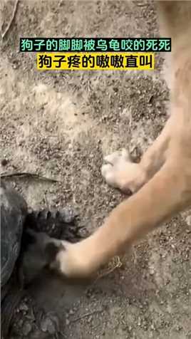 狗子的脚脚被乌龟咬的死死，狗子疼的嗷嗷直叫