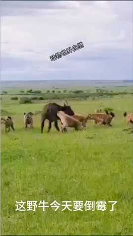 #动物世界 #自然 #精彩的动物世界 野牛被鬣狗群围剿