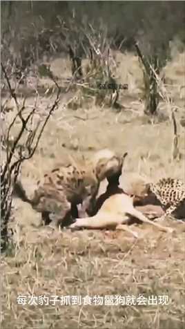 为啥豹子每次抓到食物鬣狗就会出现 #精彩的动物世界 #精彩动物世界 #野生动物零距离