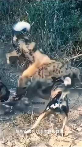 鬣狗被野狗群殴#动物世界 #自然 #野性的呼唤