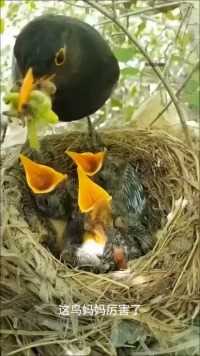 这鸟妈妈太偏心了#动物世界 #自然 #鸟