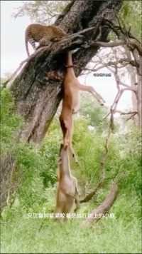 好卑鄙的鬣狗 #动物世界 #野生动物零距离