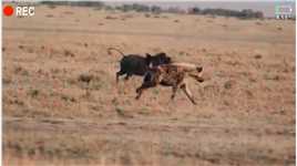 疣猪蓬蓬在约会，鬣狗冲过来喊检查，差点被揍一顿。