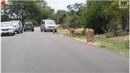 一群狮子在马路上晒太阳，结果来了一顿免费的外卖。