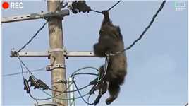 大猩猩也想来当电工，想抢猴哥的饭碗，结果被上了一课