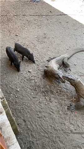 野猪抢食科莫多巨蜥