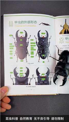 甲虫星球推荐甲虫好书